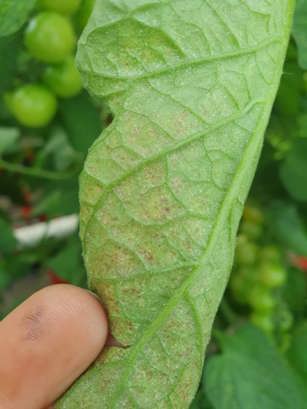 Spinnmidd underside tomatblad